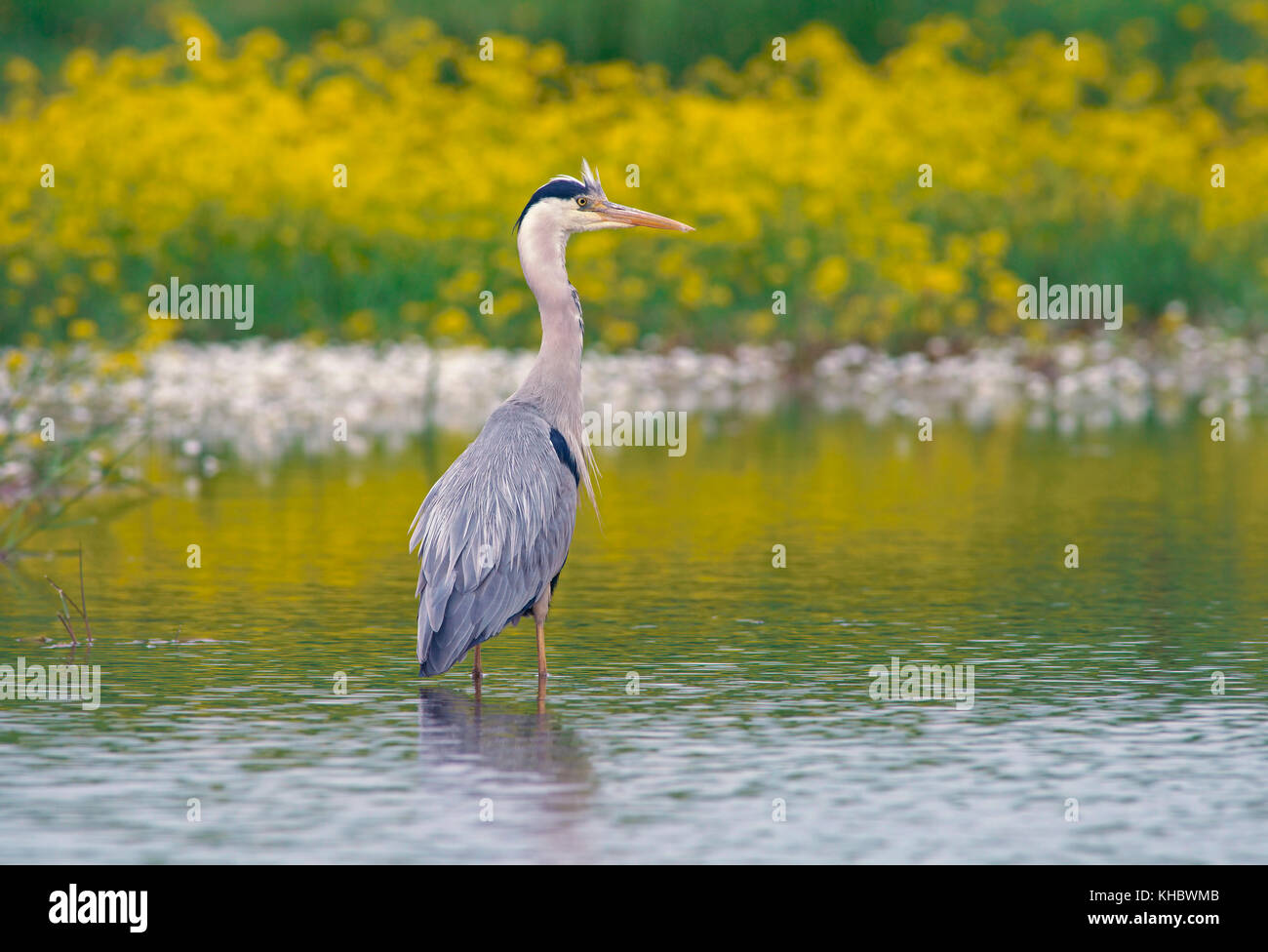 Héron cendré (Ardea cinerea) est situé dans l'eau, printemps, feldberger vu, Mecklembourg-Poméranie occidentale, Allemagne Banque D'Images