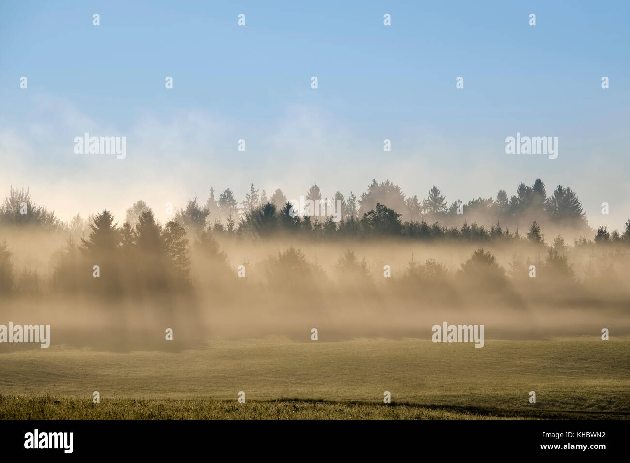 Rayons brillent à travers forêt dans la brume du matin, à Reichersbeuern, Tölzer Land, Upper Bavaria, Bavaria, Germany Banque D'Images