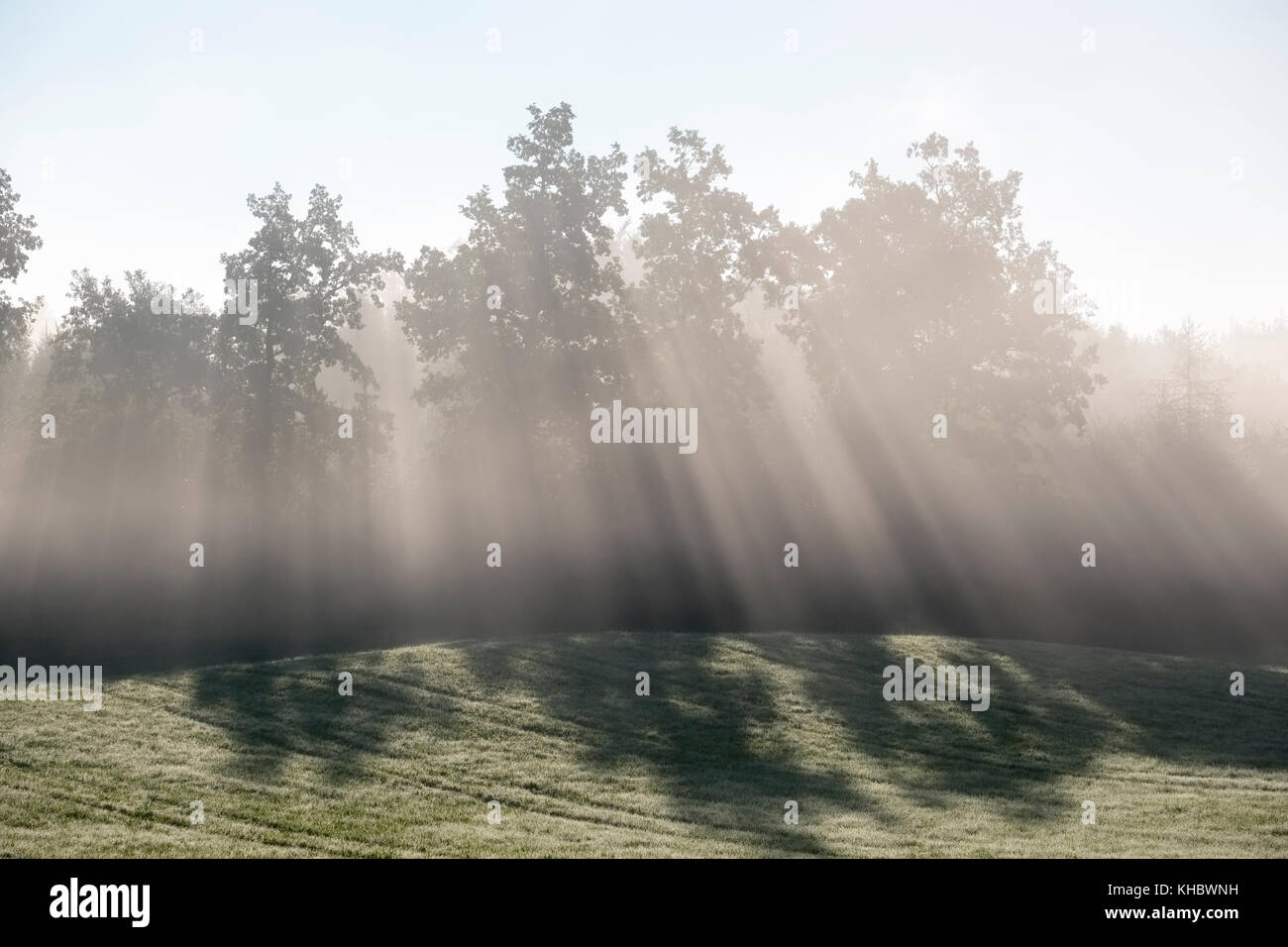 Rayons brillent à travers les arbres dans la brume du matin, à Reichersbeuern, Tölzer Land, Upper Bavaria, Bavaria, Germany Banque D'Images
