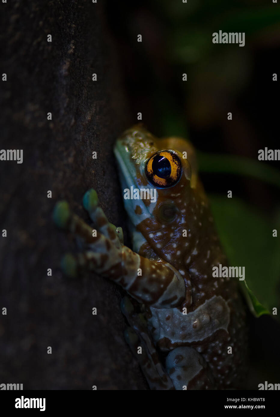 Golden mission-eyed tree frog (phrynohyas resinifictrix captif) Banque D'Images