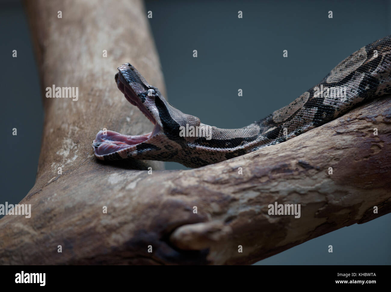 Boa constricteur (boa constrictor), avec la bouche ouverte, captive Banque D'Images