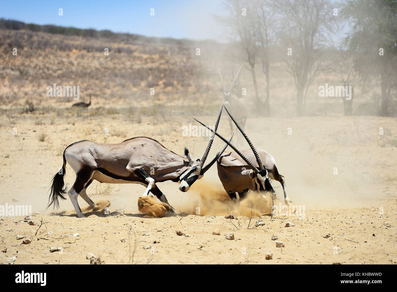 Combats oryx (Oryx gazella), kgalagadi transfrontier Park, North Cape, Afrique du Sud Banque D'Images