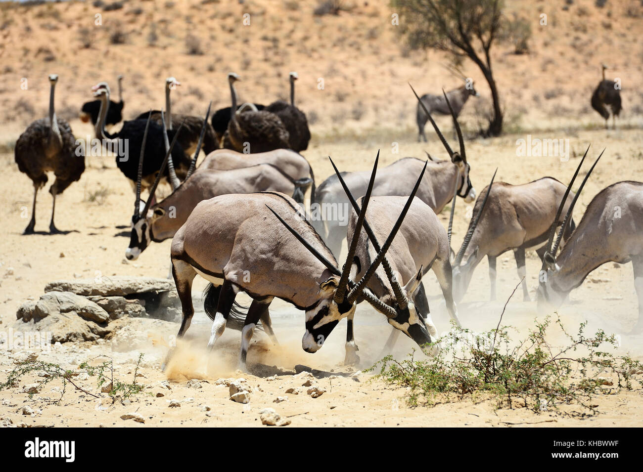 Combats oryx (Oryx gazella) et des autruches (Struthio camelus), kgalagadi transfrontier Park, North Cape, Afrique du Sud Banque D'Images