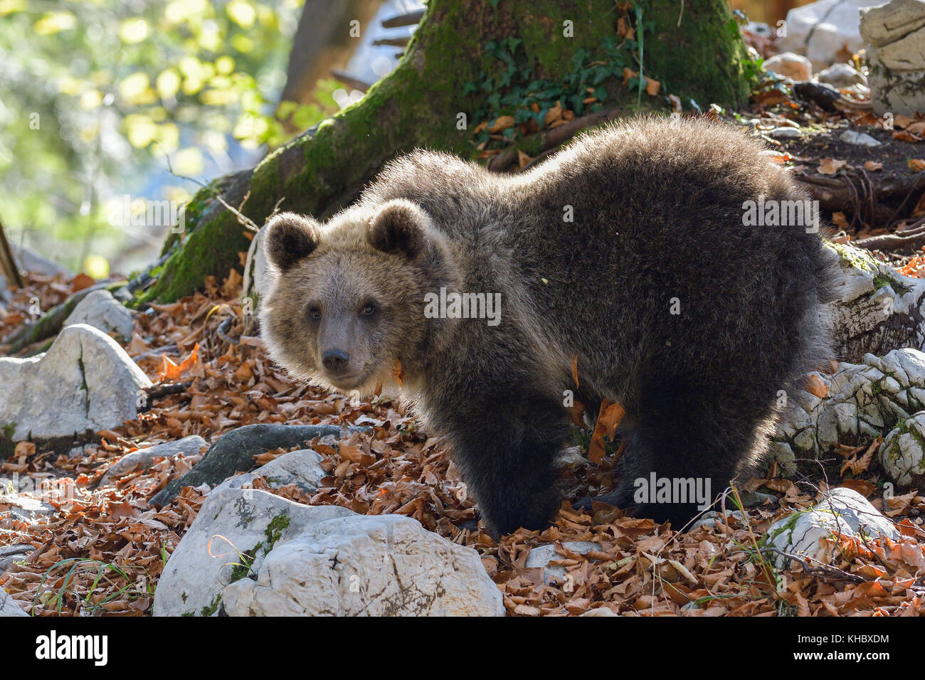 Ours brun européen eurasiennes ou ours brun (ursus arctos arctos), jeune animal dans la forêt de karst, notranjska, Slovénie Banque D'Images