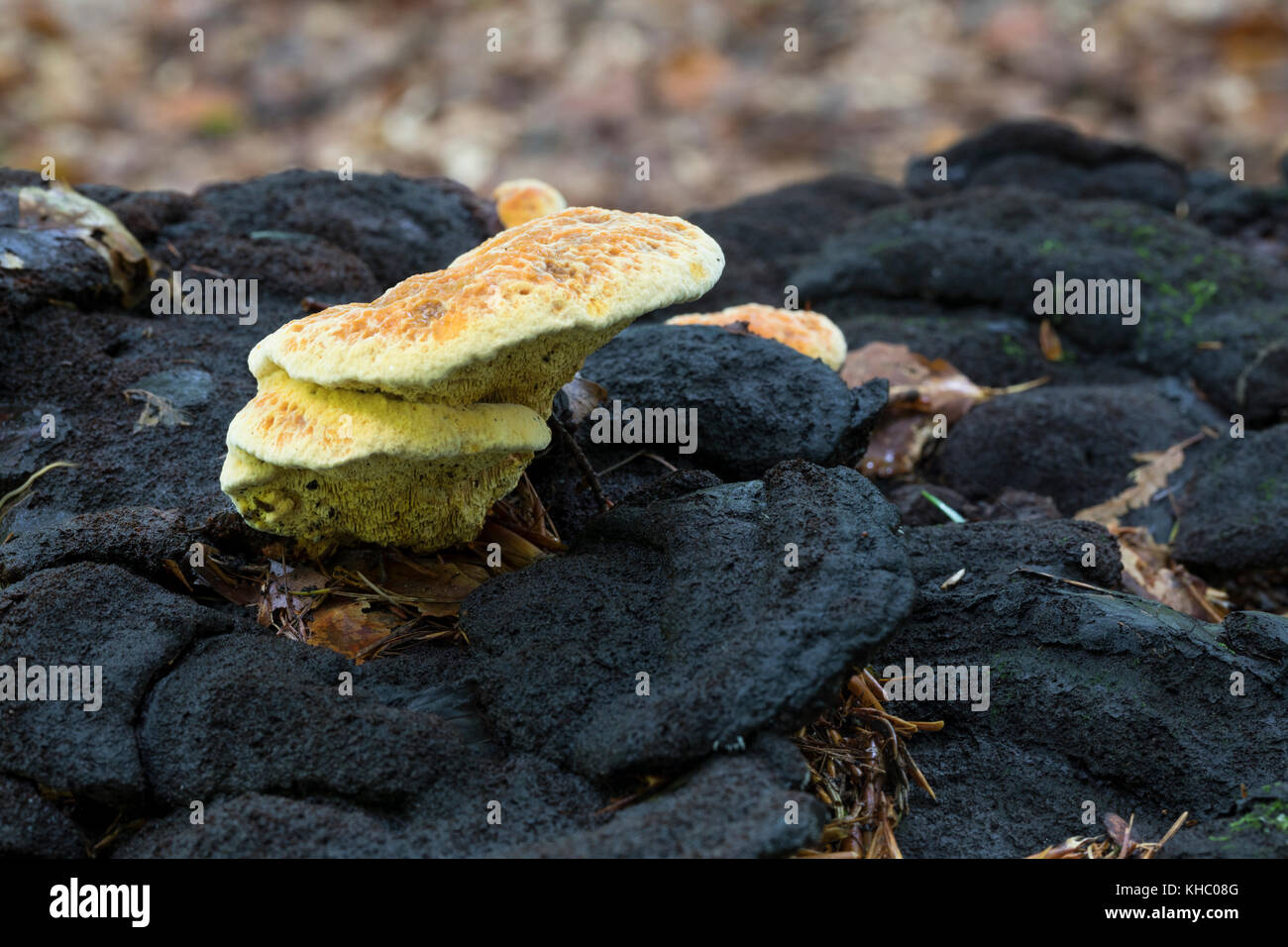 Fenchelporling, Fencheltramete, Fenchel-Porling, Fenchel-Tramete, Fenchel-Blättling, Fenchelblättling, Gloeophyllum odoratum, Aniseed Mazegill, Aniseed Ma Banque D'Images