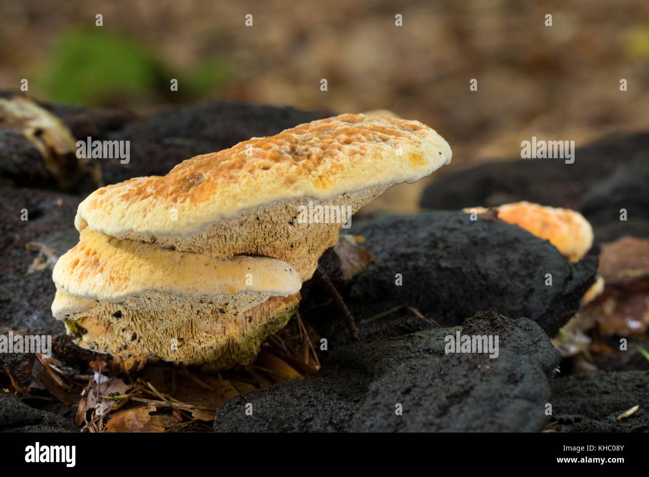 Fenchelporling, Fencheltramete, Fenchel-Porling, Fenchel-Tramete, Fenchel-Blättling, Fenchelblättling, Gloeophyllum odoratum, Aniseed Mazegill, Aniseed Ma Banque D'Images