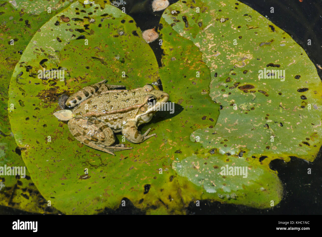 Frog Pelophylax lessonae (piscine), le nénuphar Banque D'Images