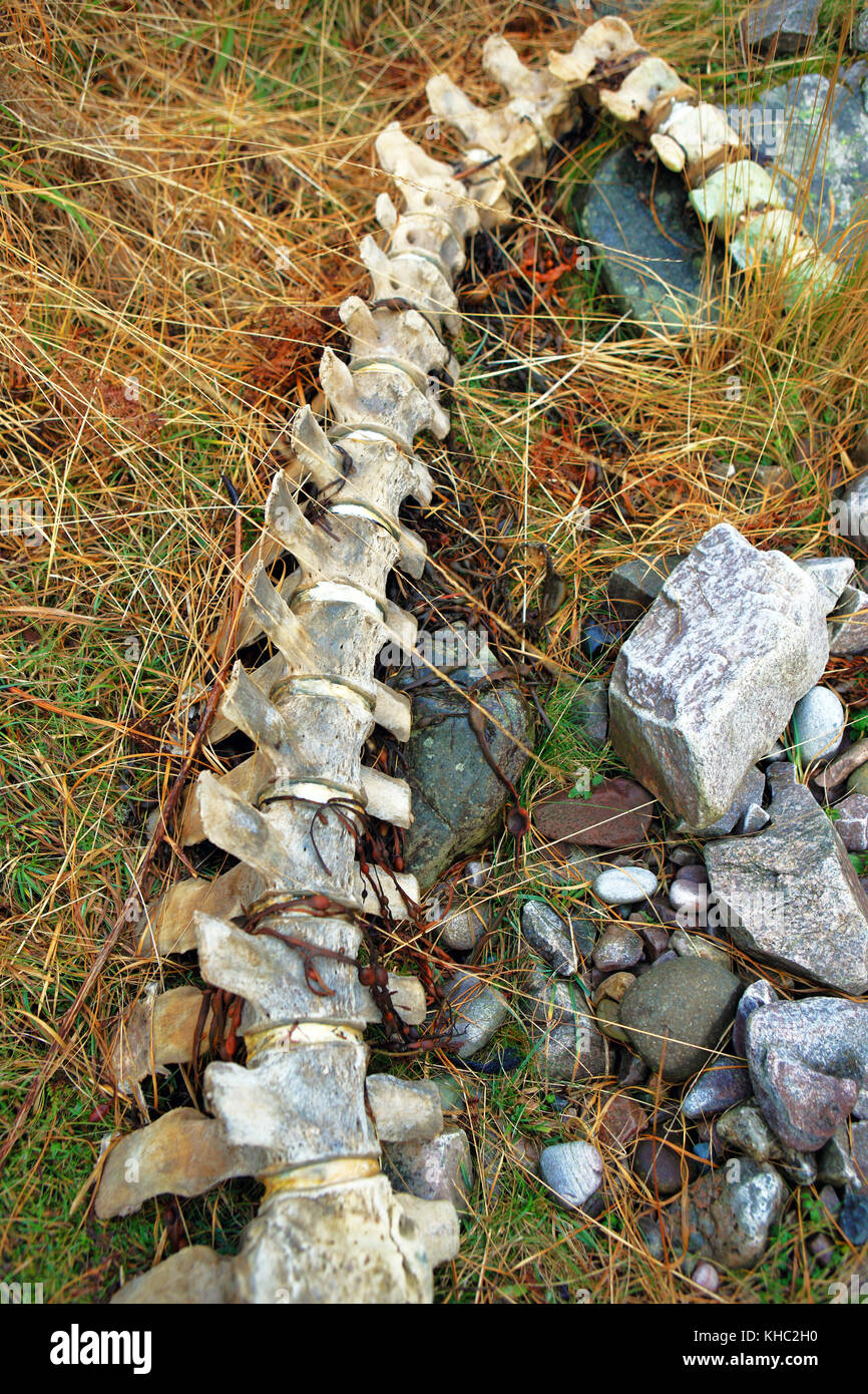 Vertèbres de baleine sur l'île de Mull, en Ecosse Banque D'Images