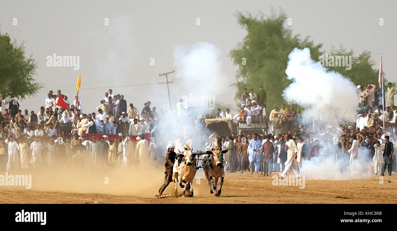 Le Pakistan rural, le tressaillement et apparat bull course. Les hommes l'équilibre précaire sur un traîneau en bois race une paire de taureaux. Banque D'Images
