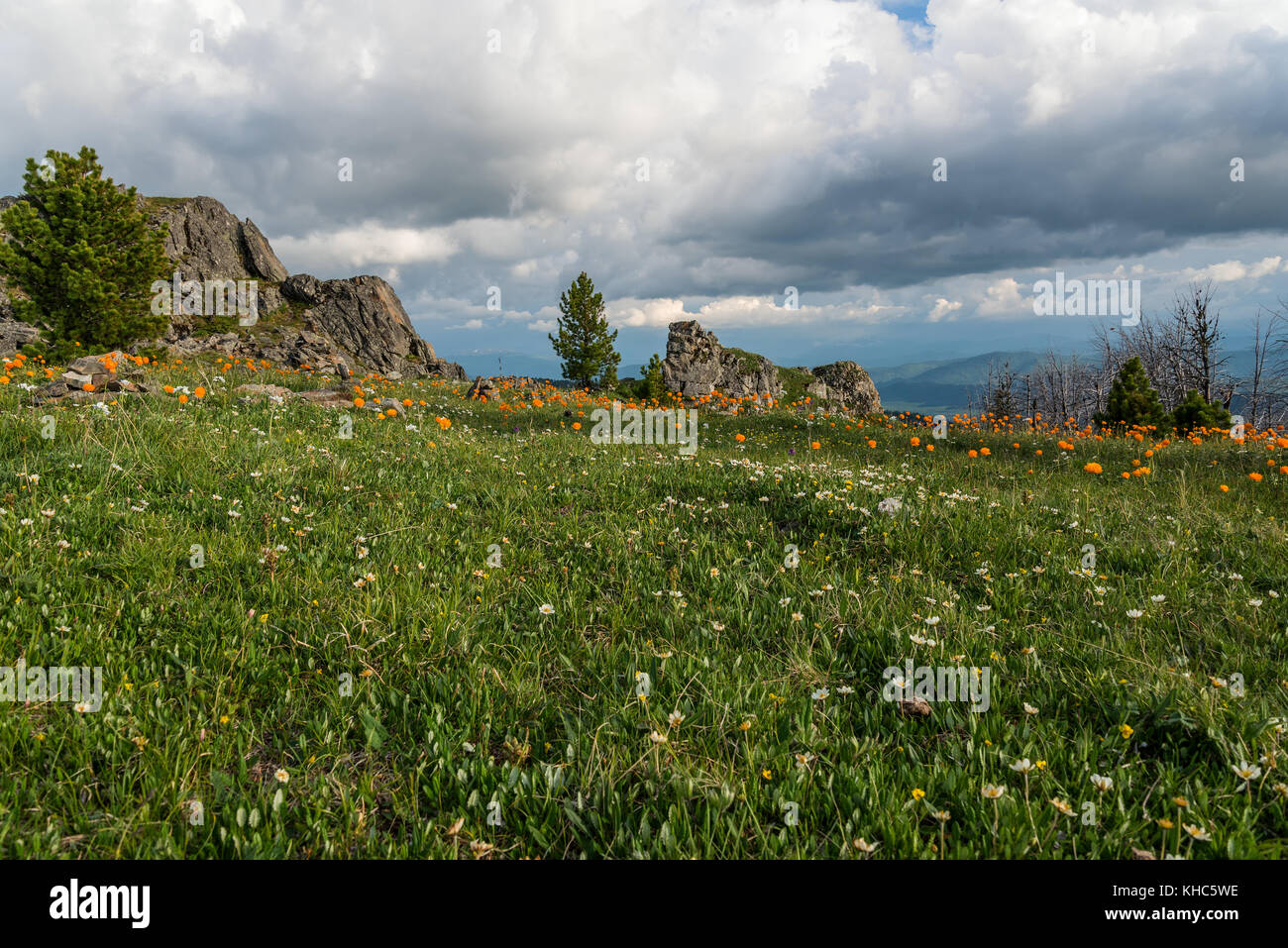 Vue panoramique sur prairie avec blanche et orange de fleurs sauvages, des arbres, des pierres et des cèdres sur l'arrière-plan de montagnes, Ciel et nuages Banque D'Images