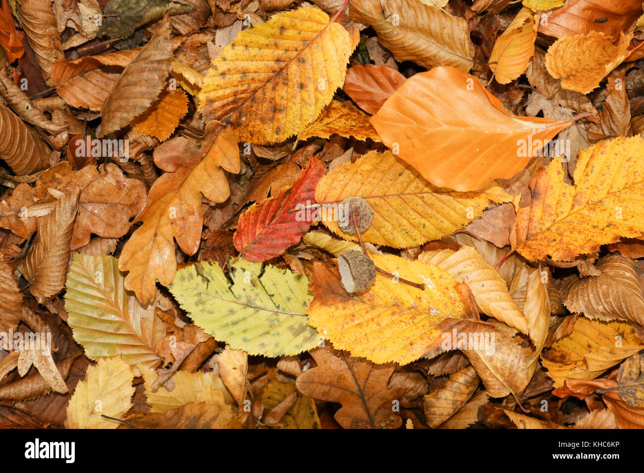 Les feuilles d'automne sur le terrain en bencroft Woods dans le Hertfordshire, Royaume-Uni. Banque D'Images