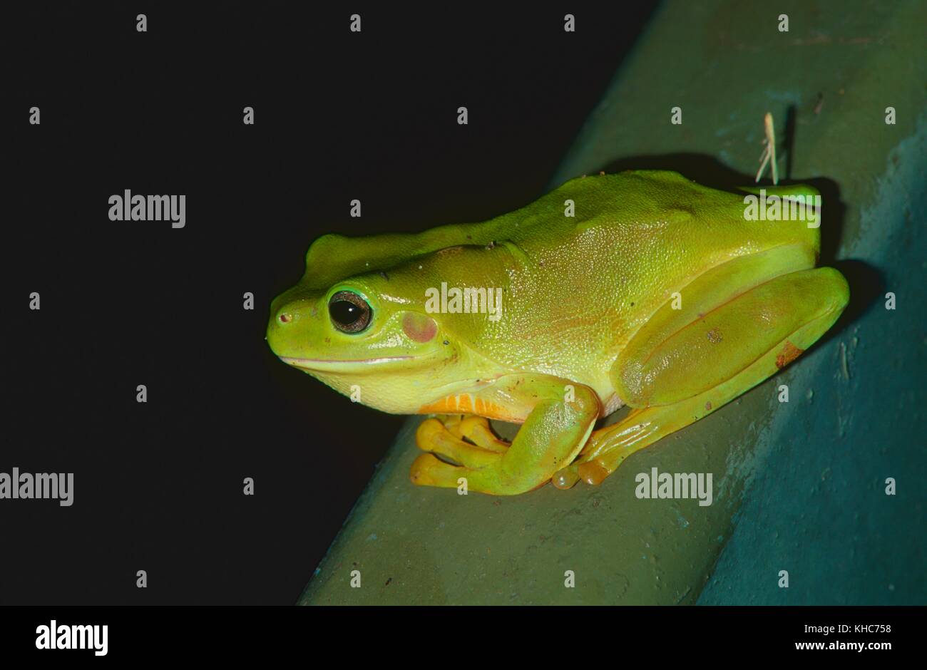 Litoria caerula Banque de photographies et d’images à haute résolution — free download