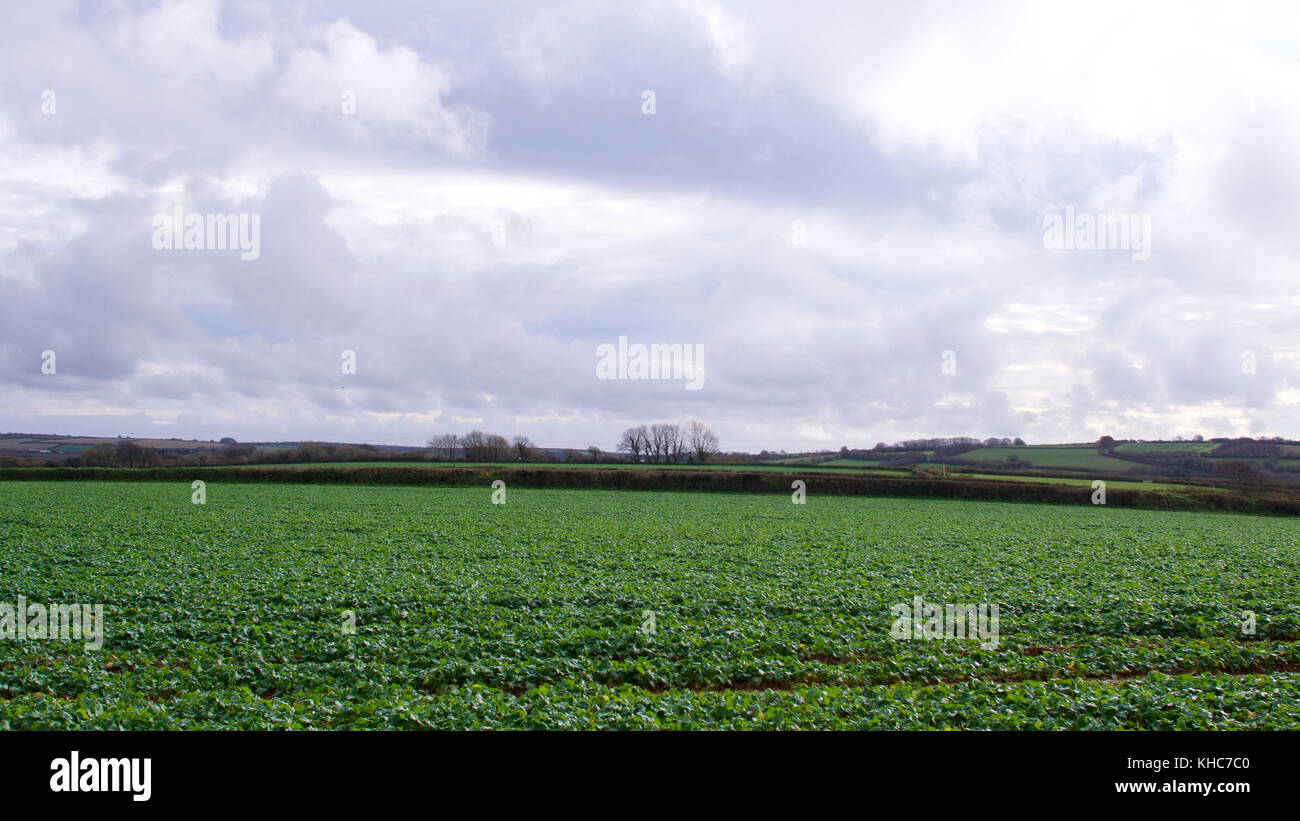 Les cultures d'automne cousu sur le bord de la lande, Cornwall, uk Banque D'Images