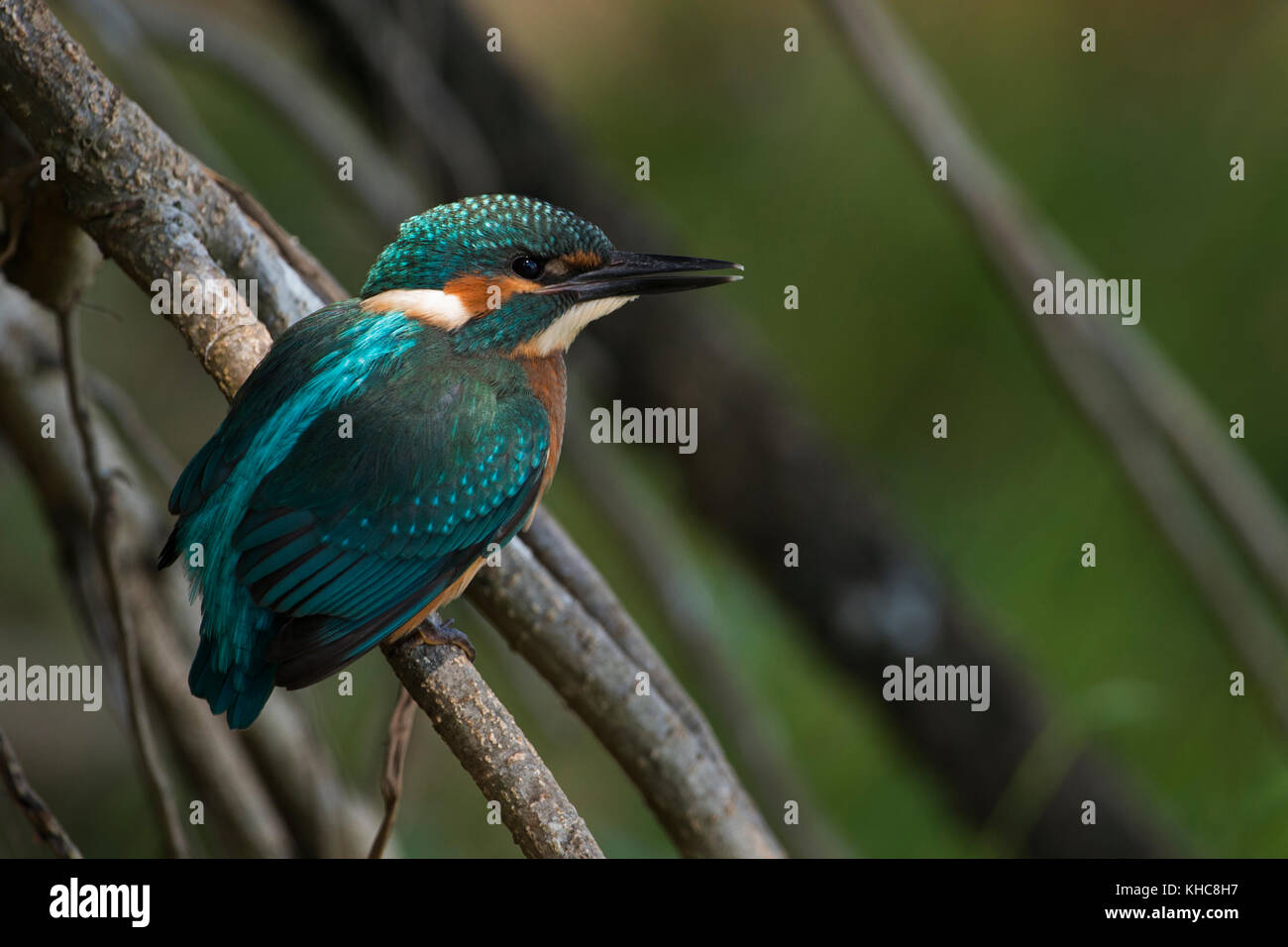 Kingfisher Alcedo atthis commun ( ), les jeunes, à part entière, juste naissante perchés dans cadre naturel des racines des arbres dans un petit spot lumineux, la chasse, l'Europe. Banque D'Images