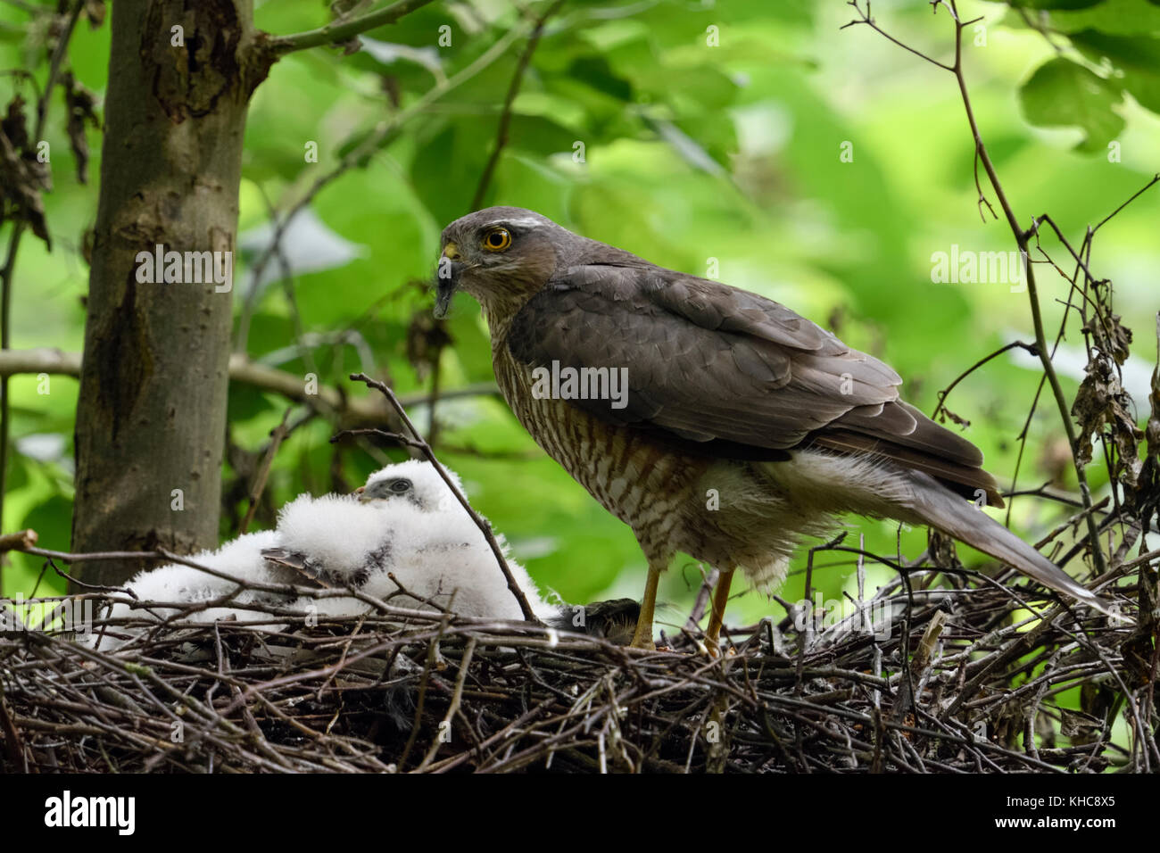 Fauve eurasien ( Accipiter nisus ), femelle adulte, perché avec les proies sur le bord de son nid dans un arbre à feuilles caduques, de la faune, de l'Europe. Banque D'Images