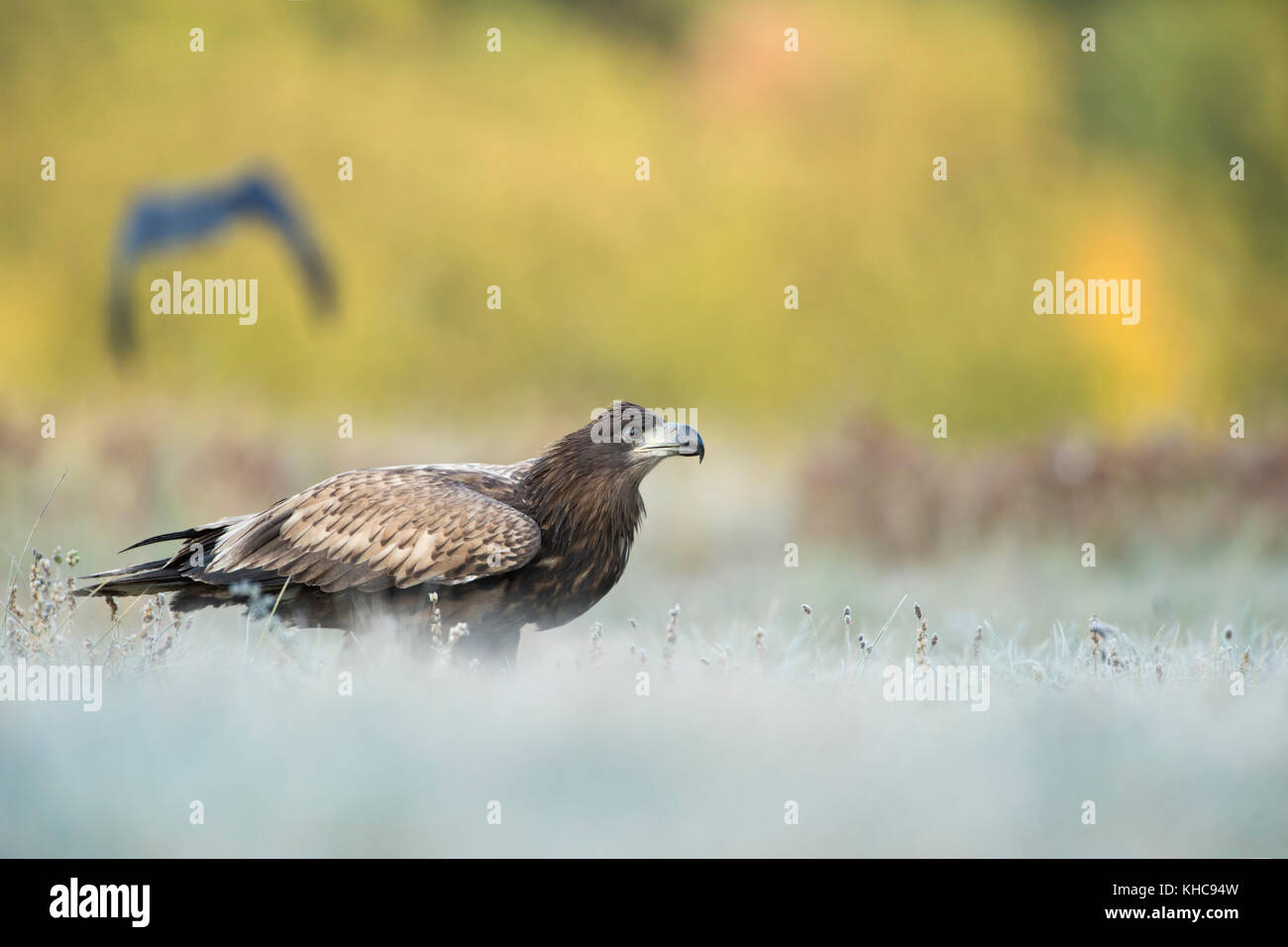 Aigle à queue blanche / aigle de mer ( Haliaeetus albicilla ) juvénile, assis dans l'herbe gelée, regardant attentivement, prêt pour le décollage, faune, Europe. Banque D'Images