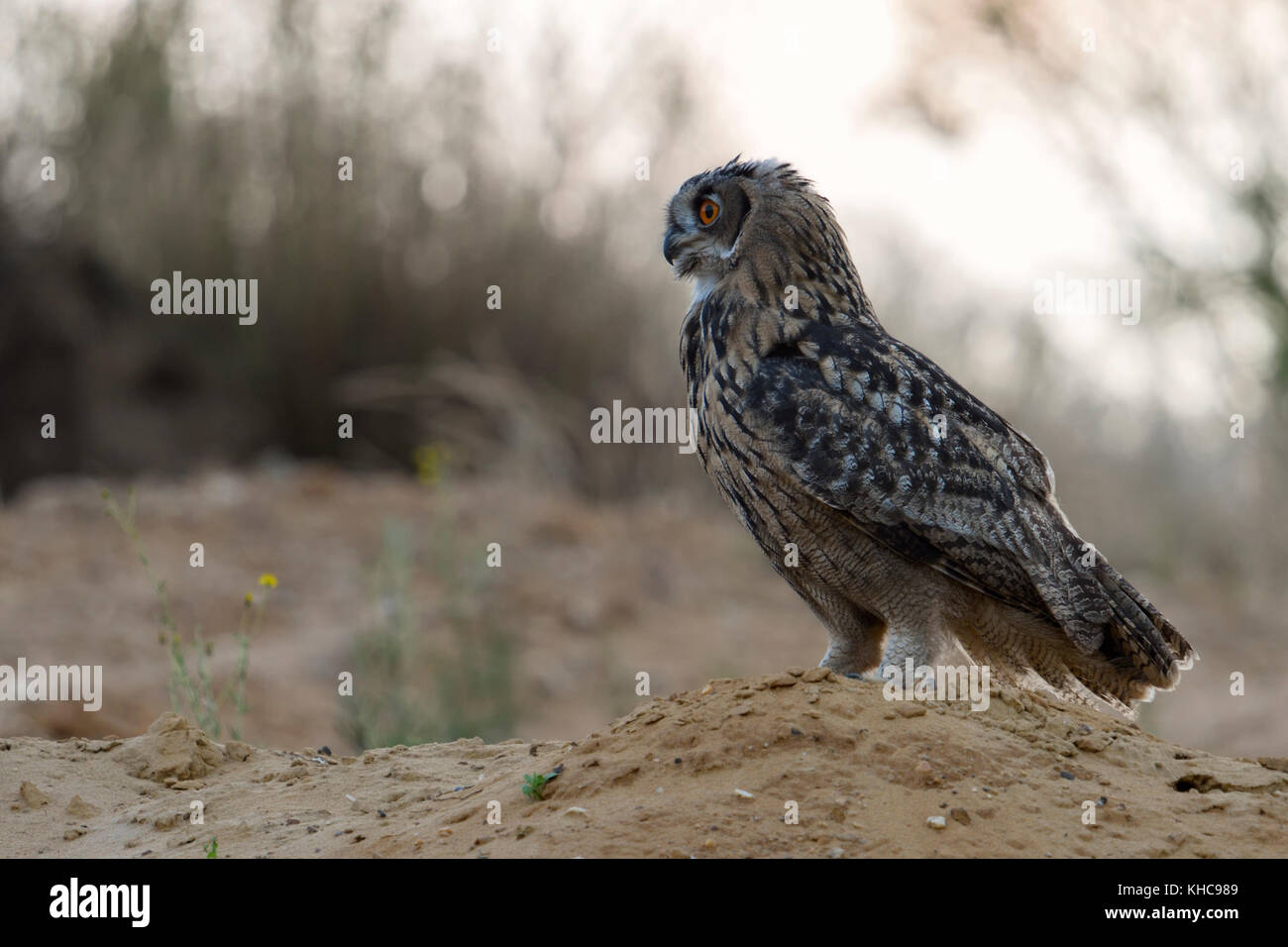 Grand / owl Bubo bubo europaeischer uhu ( ), jeune oiseau, perché sur une petite colline, au crépuscule, lumière douce, dans un cadre naturel, de la faune, de l'Europe Banque D'Images