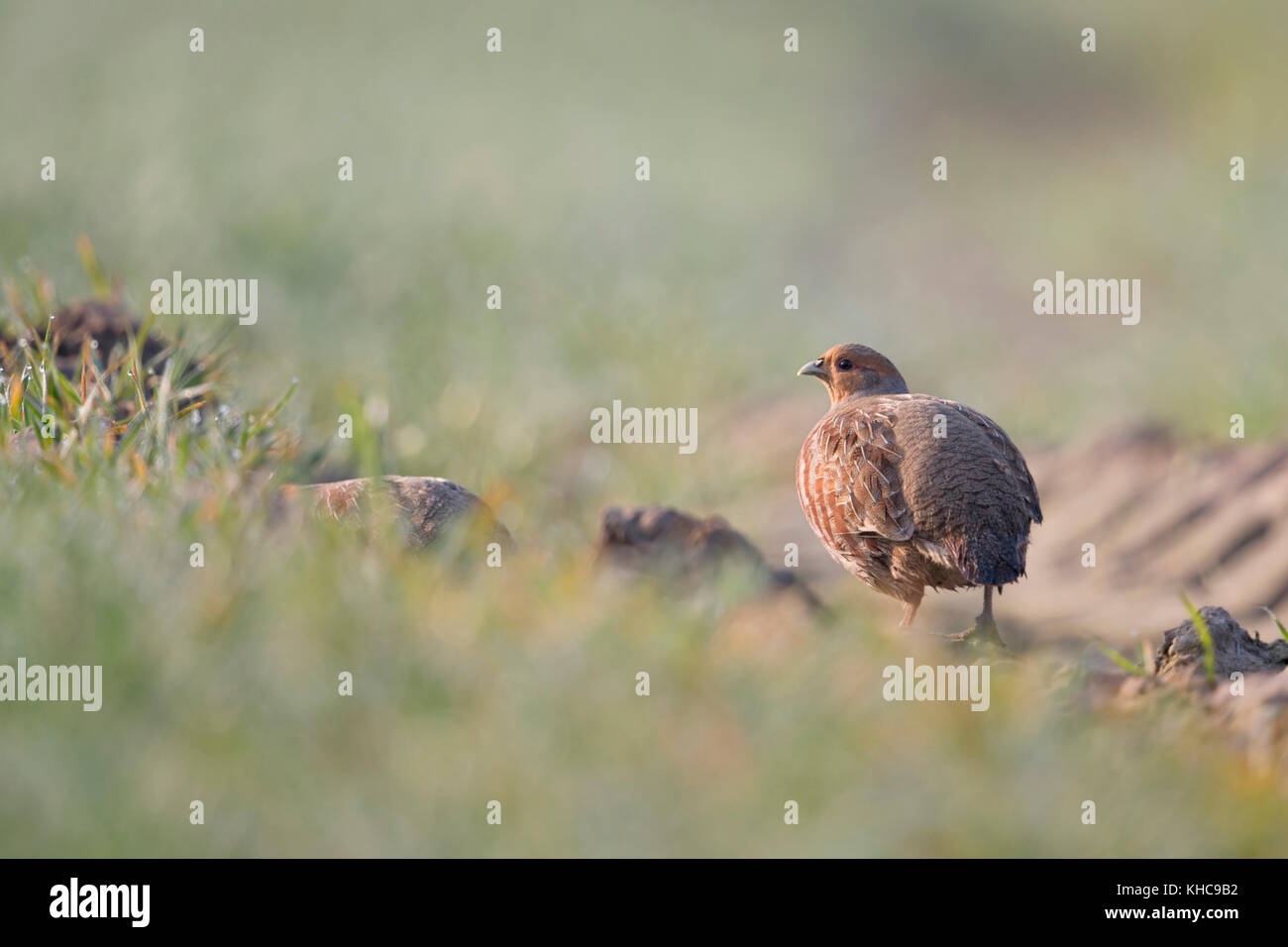 La perdrix grise / rebhuhn ( Perdix perdix ), des profils de lumière tôt le matin, sur les terres agricoles, secret, comportement typique vue bakcside, la faune, l'Europe. Banque D'Images