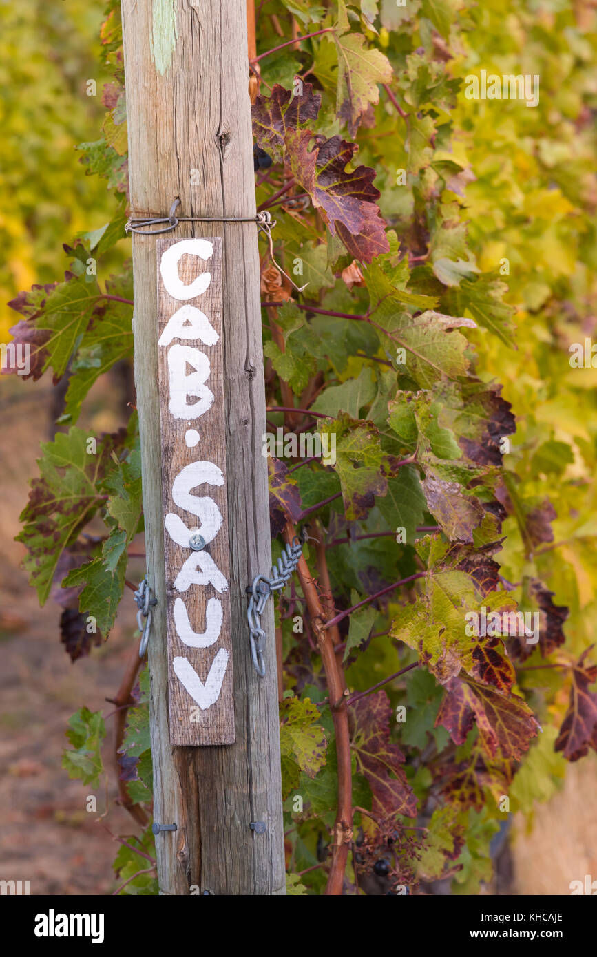 Rangée de vignes de cabernet sauvignon en automne avec panneau peint Banque D'Images