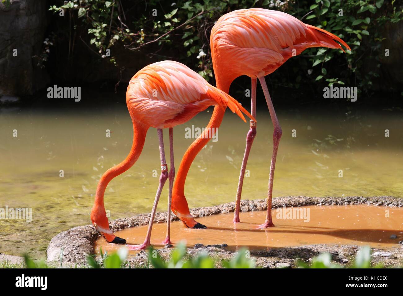 Les flamants roses de l'alcool à la Zoo de Los Angeles. Banque D'Images