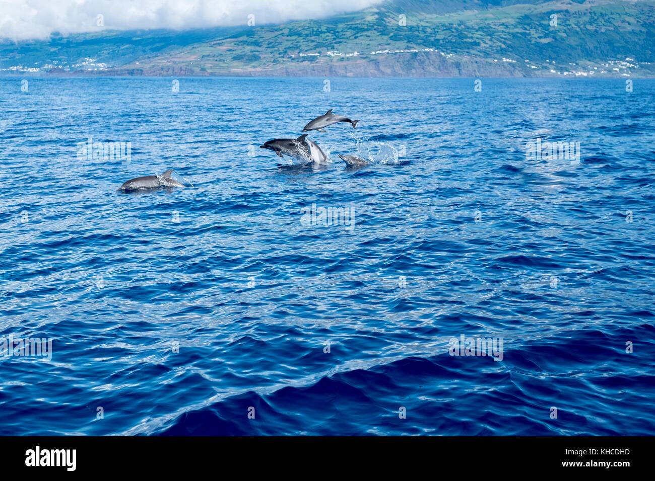 Famille des dauphins à l'île de pico avec dauphin bébé Banque D'Images