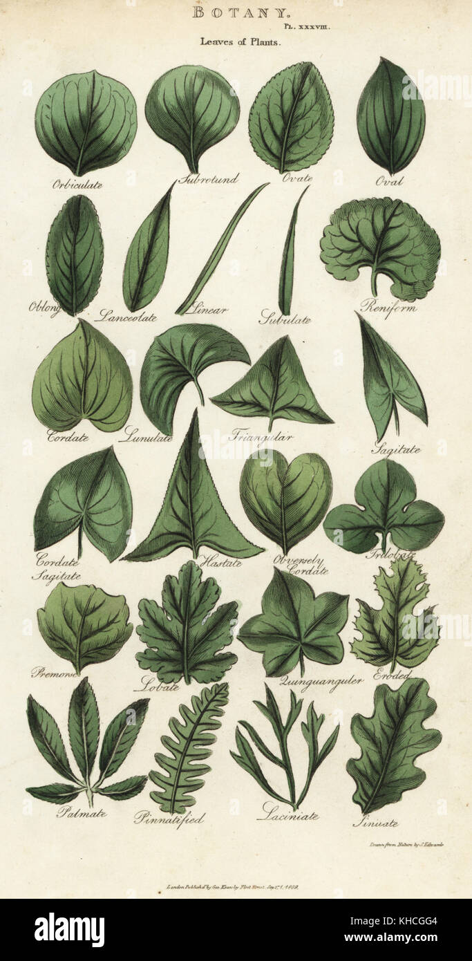 Types de feuilles de plantes. La gravure sur cuivre coloriée après Sydenham Edwards de John Mason bon's Pantologia, une nouvelle encyclopédie, G. Kearsley, Londres, 1813. Banque D'Images