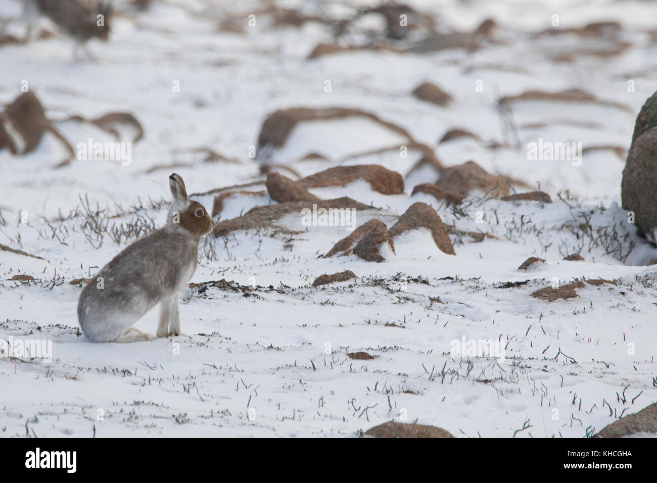 Lièvre close up, Lepus timidus, sur une montagne dans le parc national de Cairngorm Ecosse en été, automne, hiver, printemps Banque D'Images