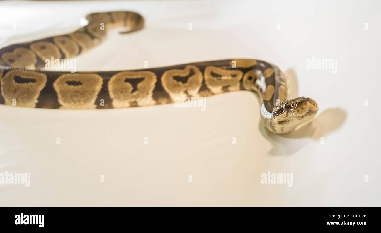 Royal ou ball python serpent, isolé sur fond blanc Banque D'Images