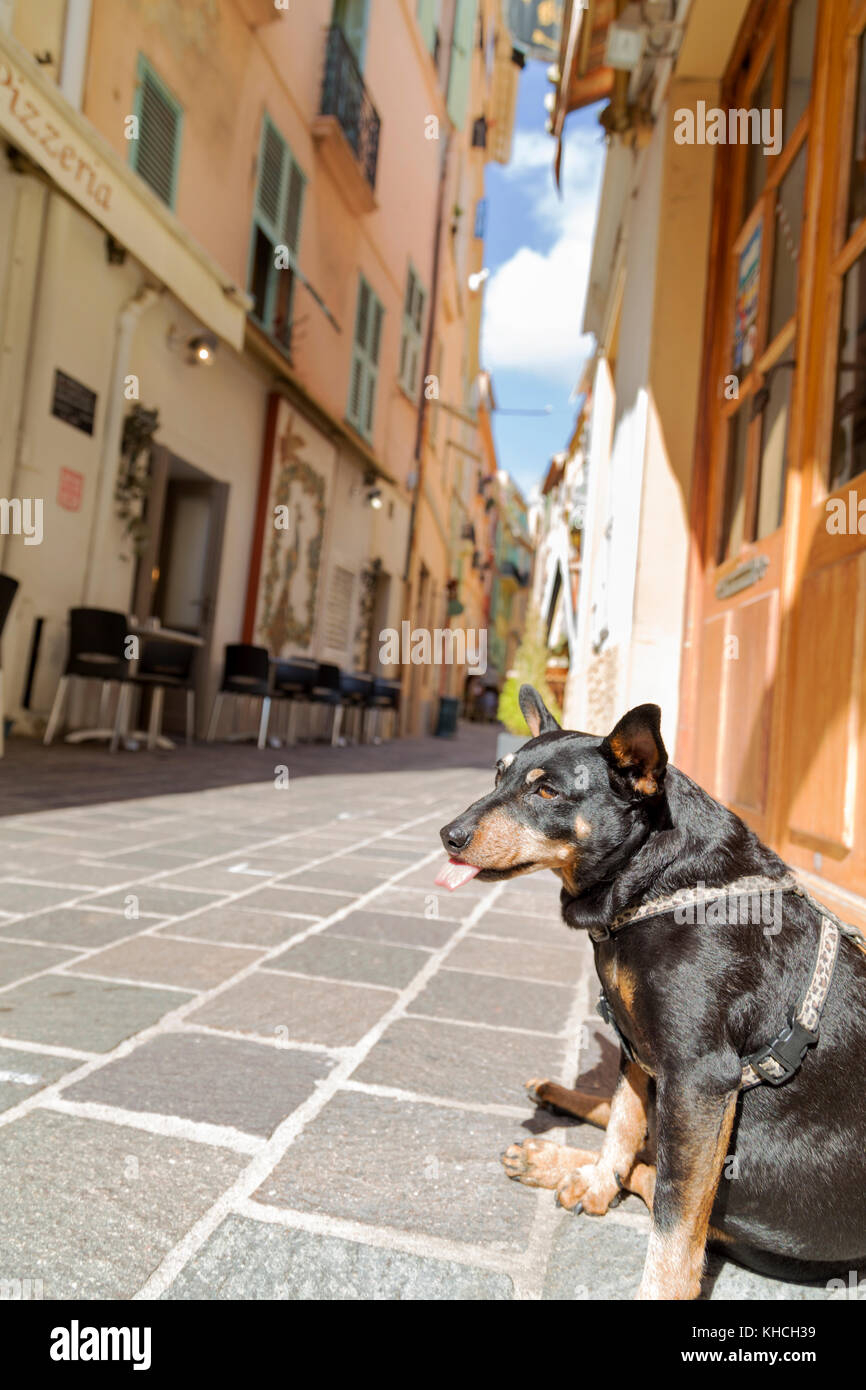 Monaco, chien local reposant dans une ruelle de la vieille ville de Monaco. Banque D'Images