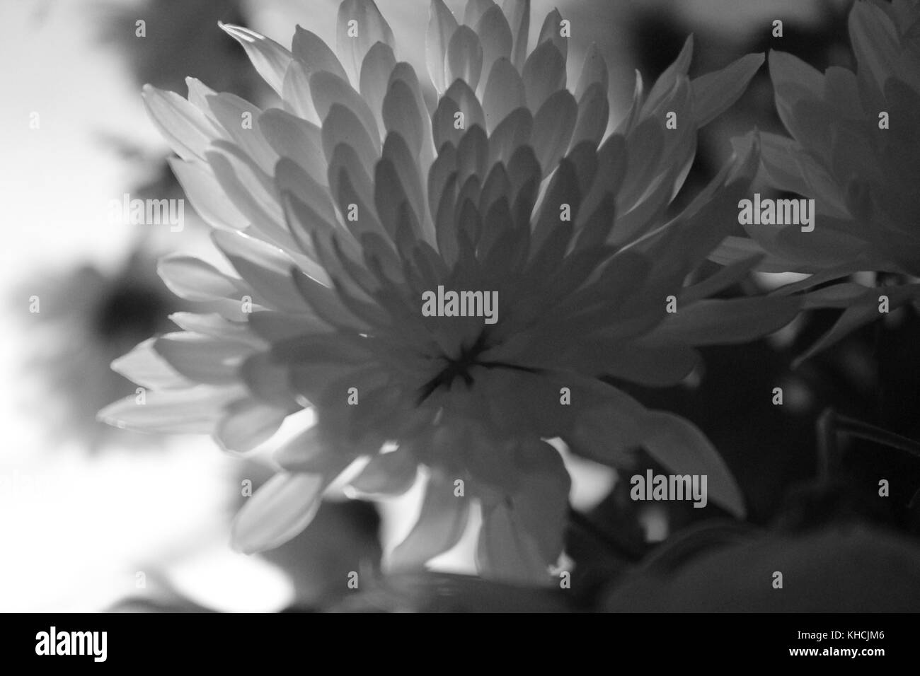 Beau jardin en fleurs chrysanthème blanc plumes propagation de pétales Banque D'Images