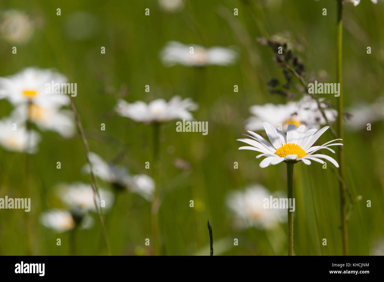 Mageritte Sommerwiese wilde Banque D'Images