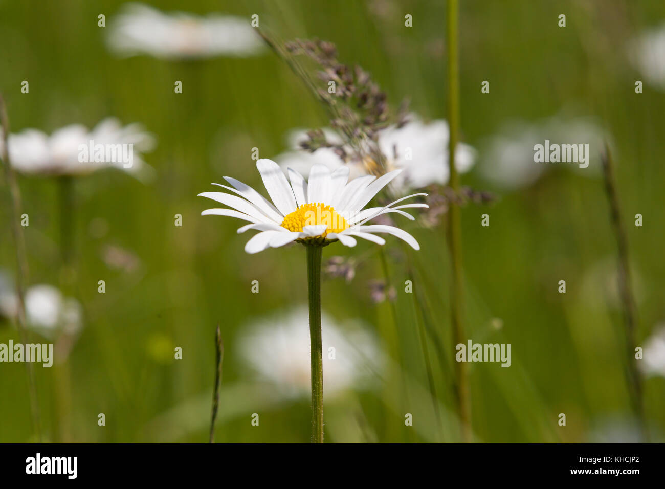 Mageritte Sommerwiese wilde Banque D'Images
