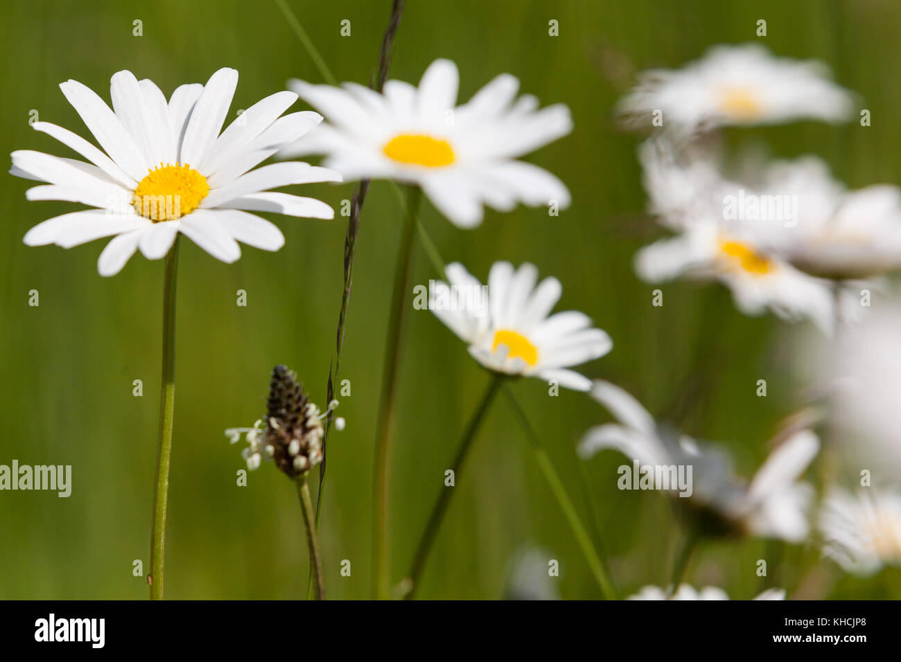 Mageritte Sommerwiese wilde Banque D'Images