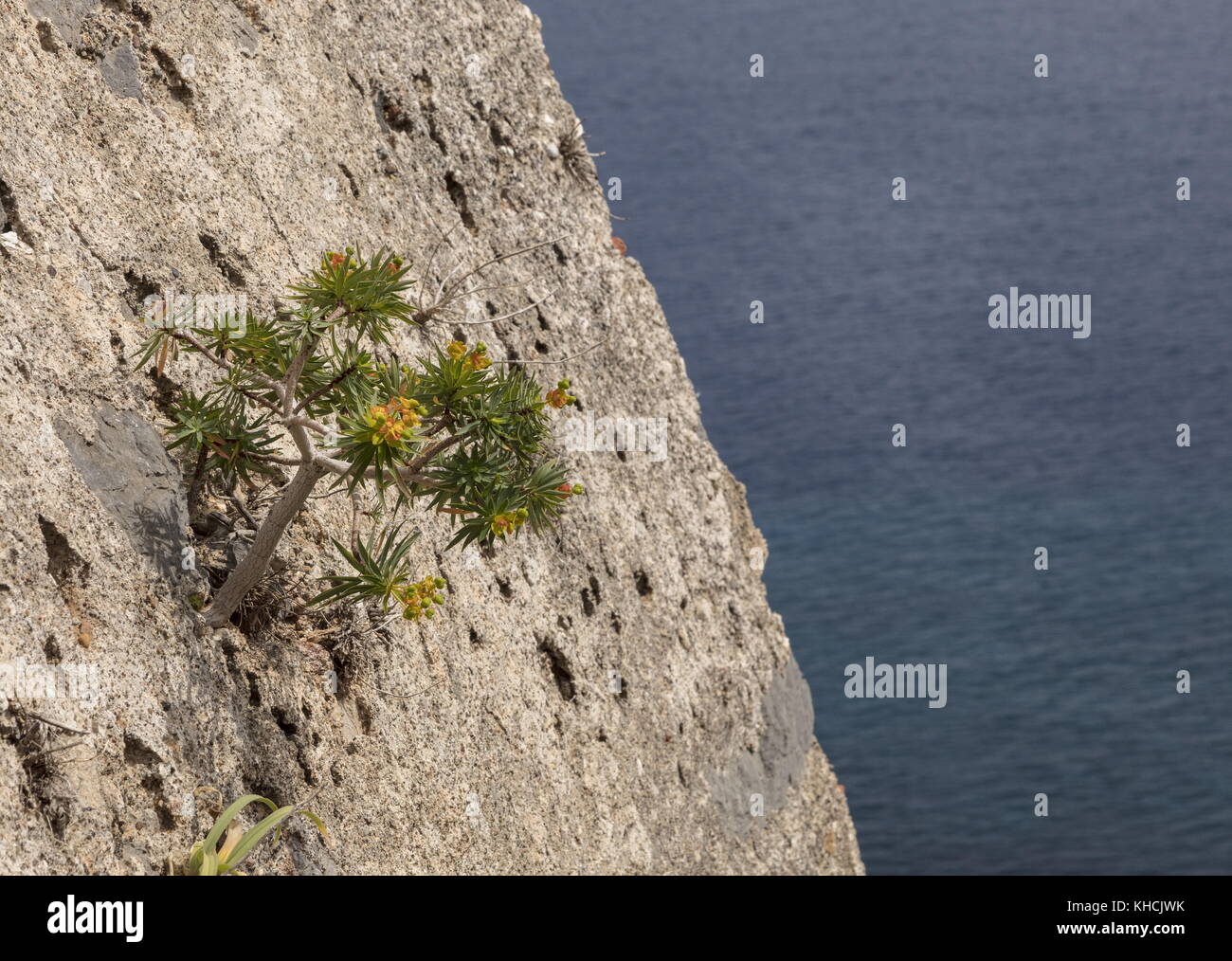 L'euphorbe ésule jeune arbre poussant sur un falaise de calcaire pur, Monemvassia, Péloponnèse, Grèce. Banque D'Images