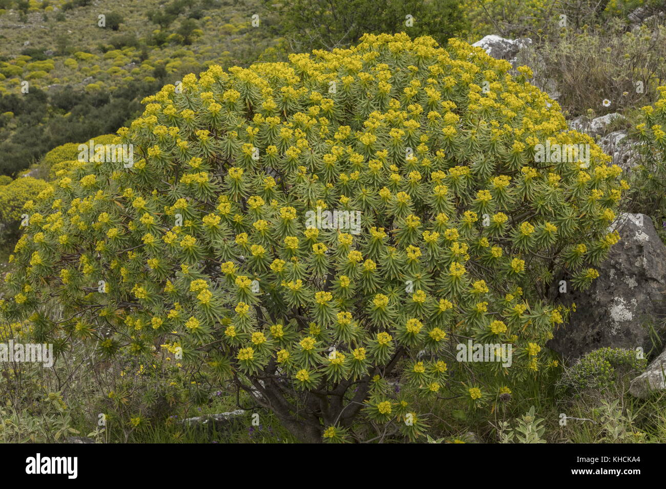 L'euphorbe ésule Euphorbia dendroides, arbre, en fleurs au printemps ; le Péloponnèse, Grèce. Banque D'Images