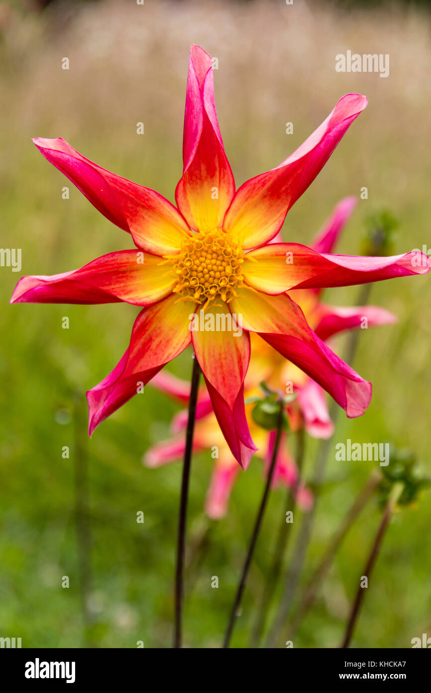 Fleur d'été de la même orchidée ou star dahlia, Dahlia 'Honka Surprise' Banque D'Images