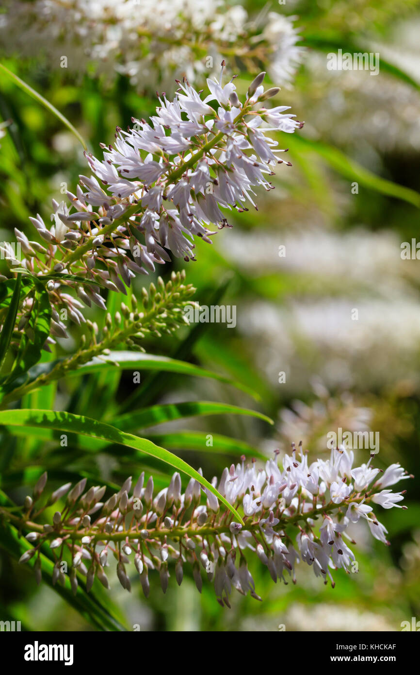 Plus tard l'été fleurs des feuilles de saule à feuilles persistantes hardy, hebe Hebe salicifolia Banque D'Images