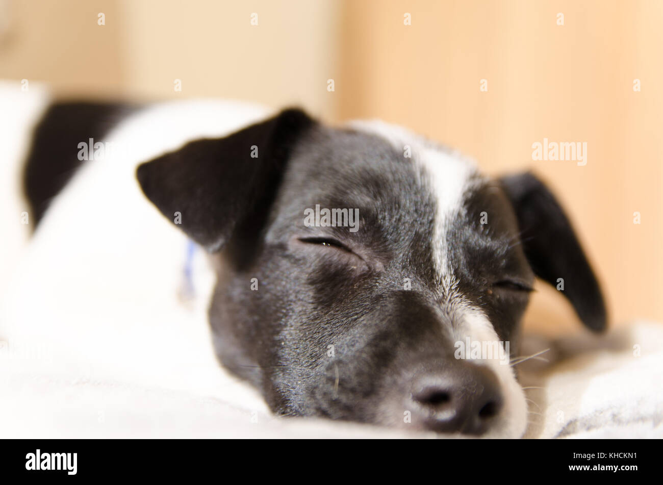 Jack Russell chiot endormi et rêvant sur le lit Banque D'Images