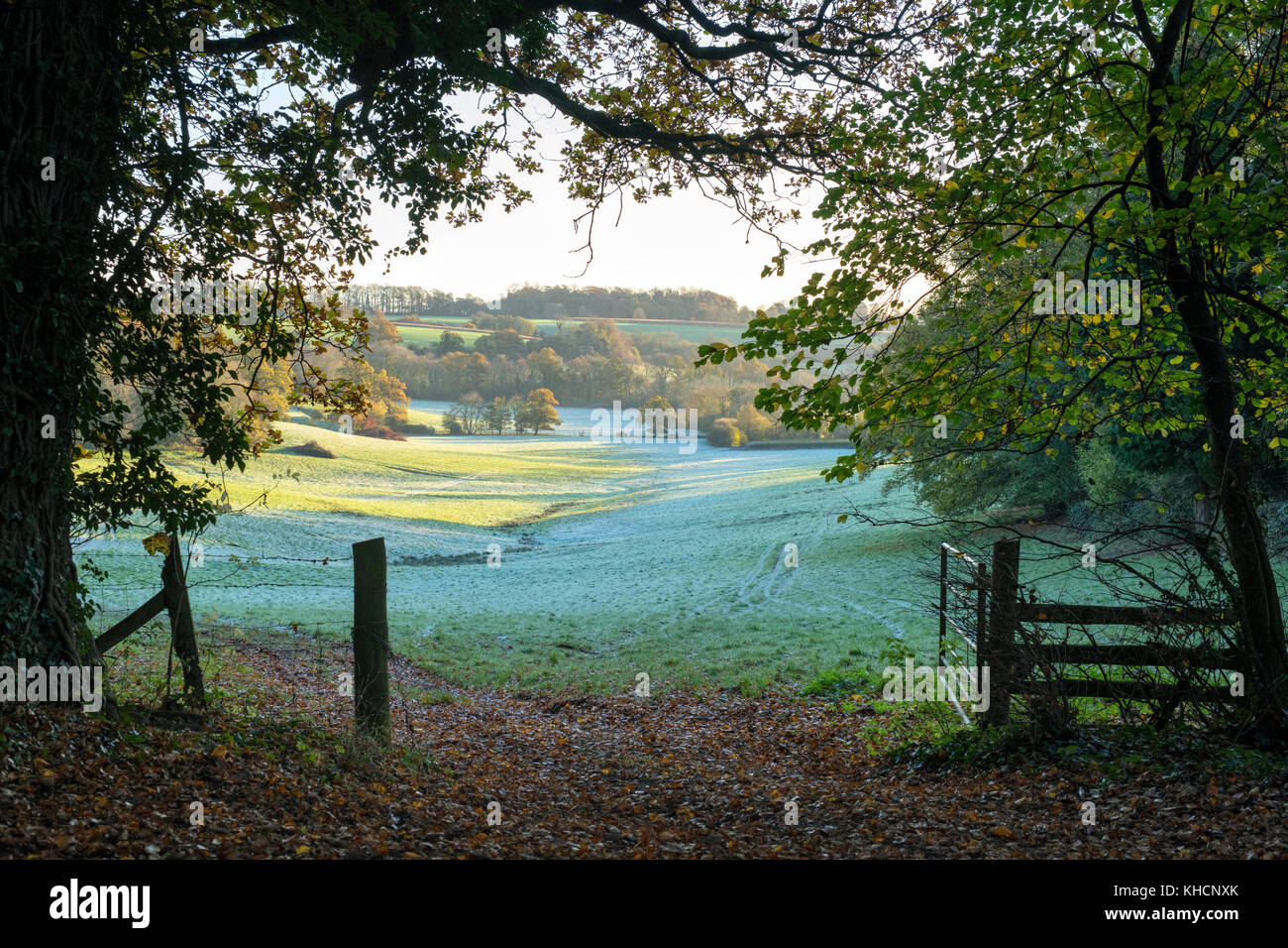 Gel d'automne à travers les terres agricoles sur le Great TEW Estate. Great TEW, Cotswolds, Oxfordshire, Angleterre Banque D'Images