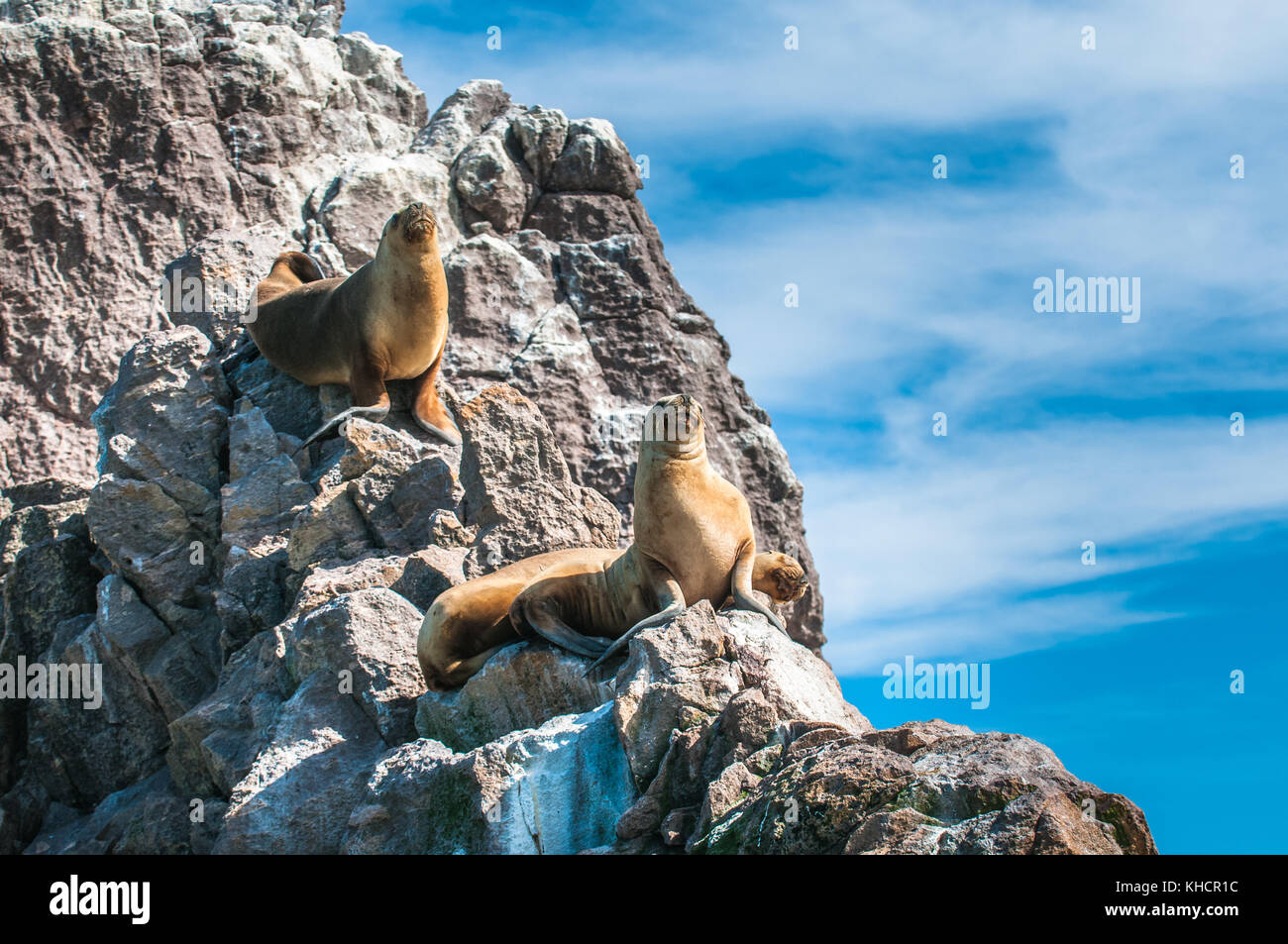 Les Lions de mer à Puerto Deseado, Patagonie, Argentine Banque D'Images