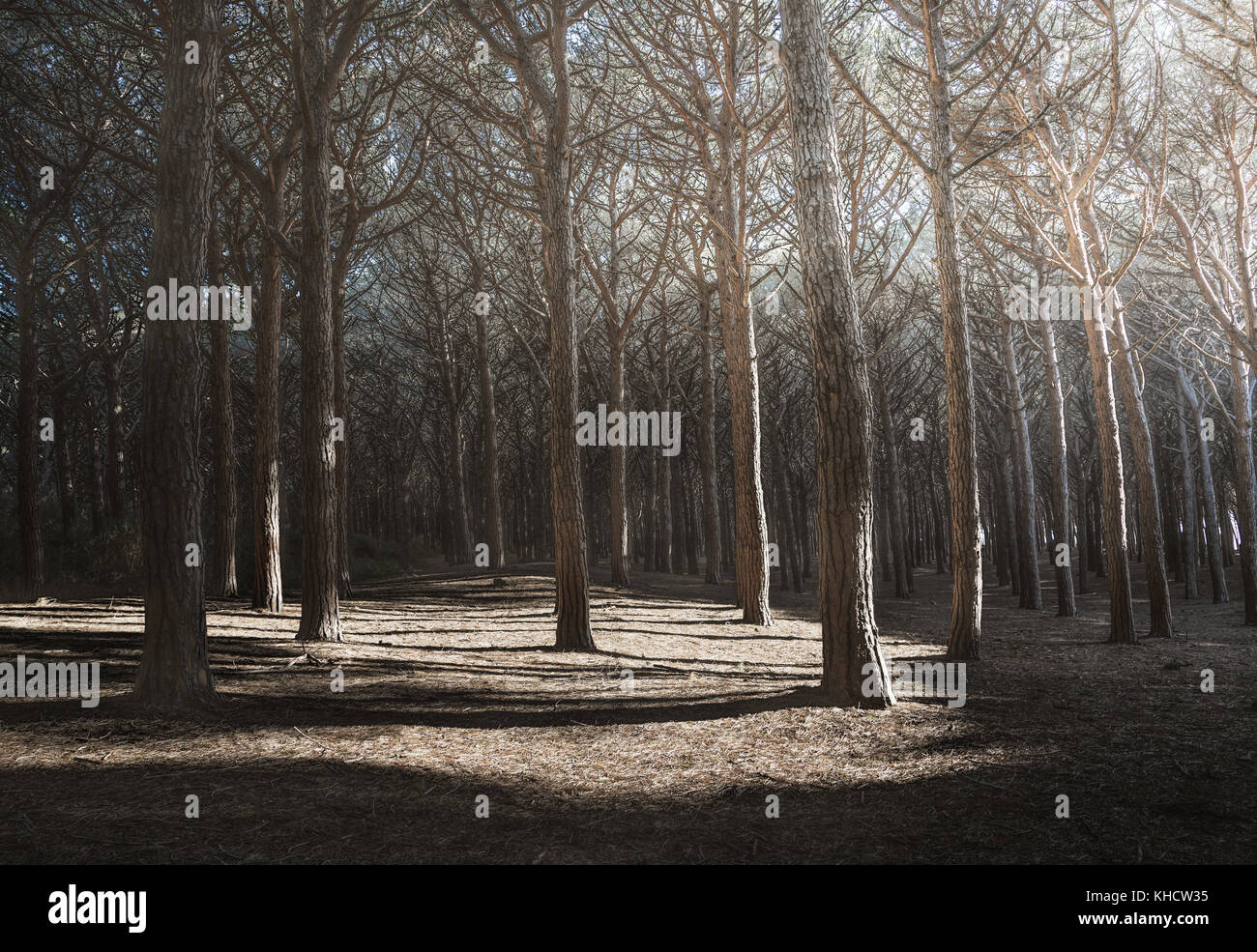 Forêt de pins maritimes et de pins ou des rayons de lumière, la maremme, toscane, italie. Banque D'Images