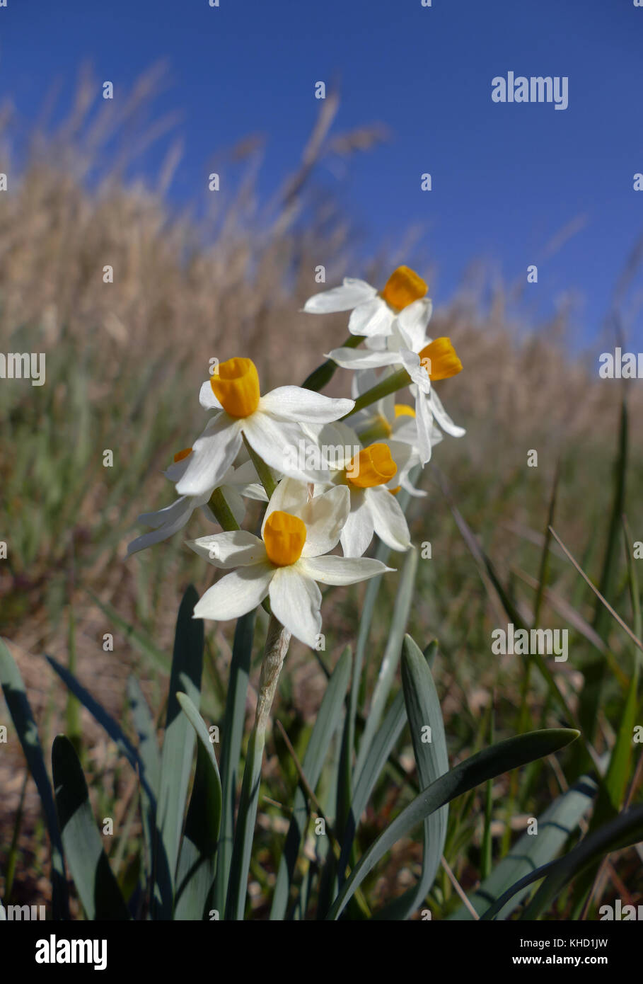 Une populaire et répandu, fleurs, Narcissus tazetta trouvés - à ma surprise - poussant le long d'une route de trafic très élevés. Banque D'Images