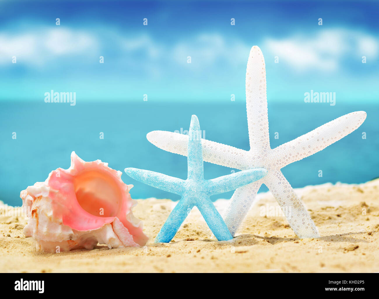 Les coquillages et les étoiles de mer sur la plage de sable d'été Banque D'Images