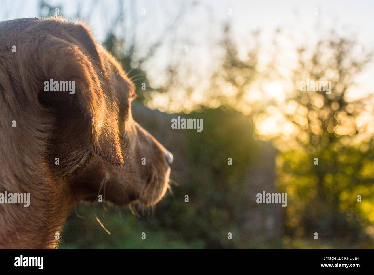 Une vue latérale d'un labrador red fox Banque D'Images