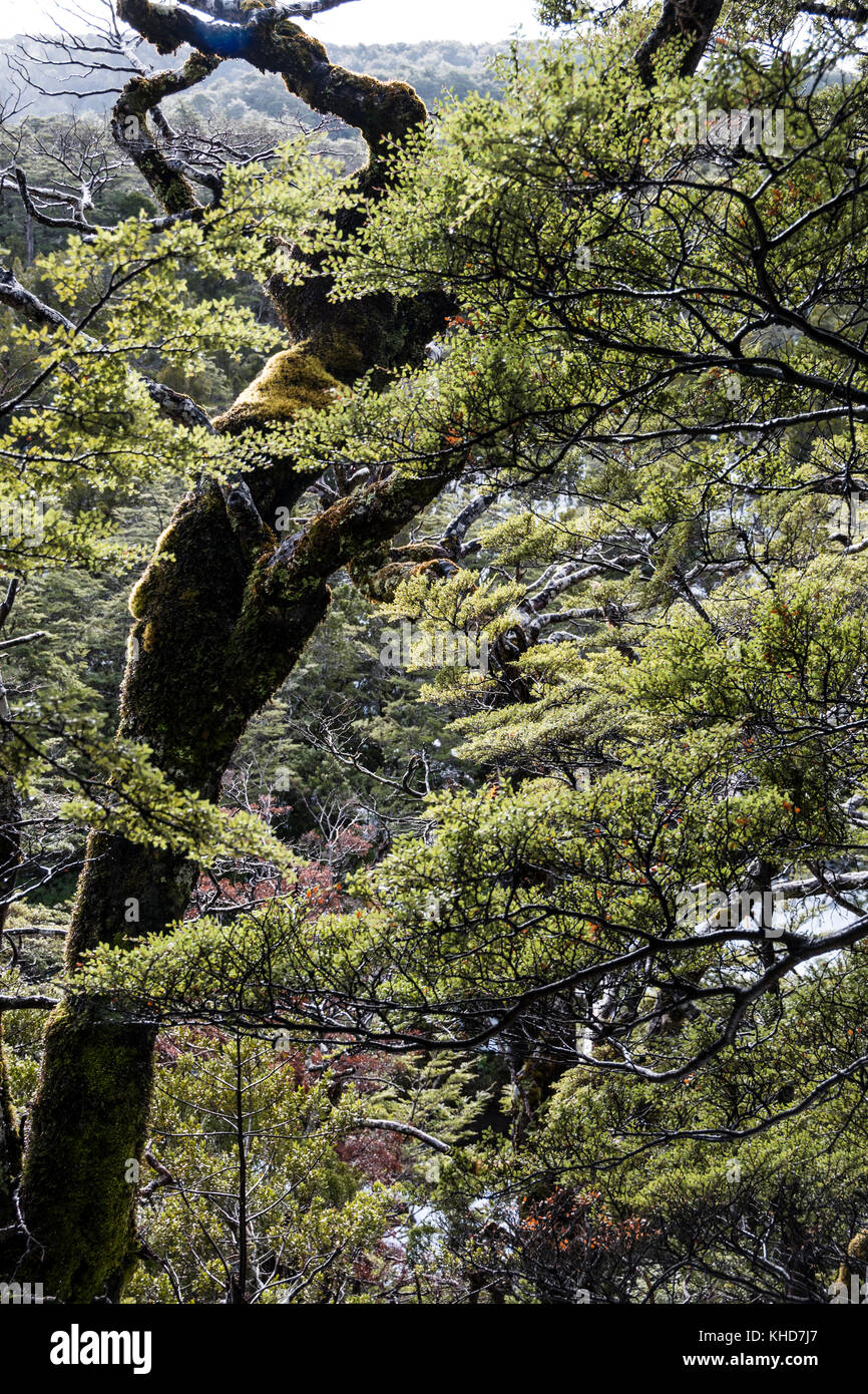 Parc National de Tongariro, en Nouvelle-Zélande. Forêt sur les pentes du mont Ruapehu Banque D'Images