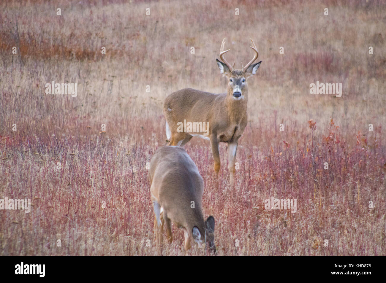 Deux cerfs dans le domaine de Big Meadows, de l'argent suit derrière une biche dans le Parc National Shenandoah en Virginie. Banque D'Images
