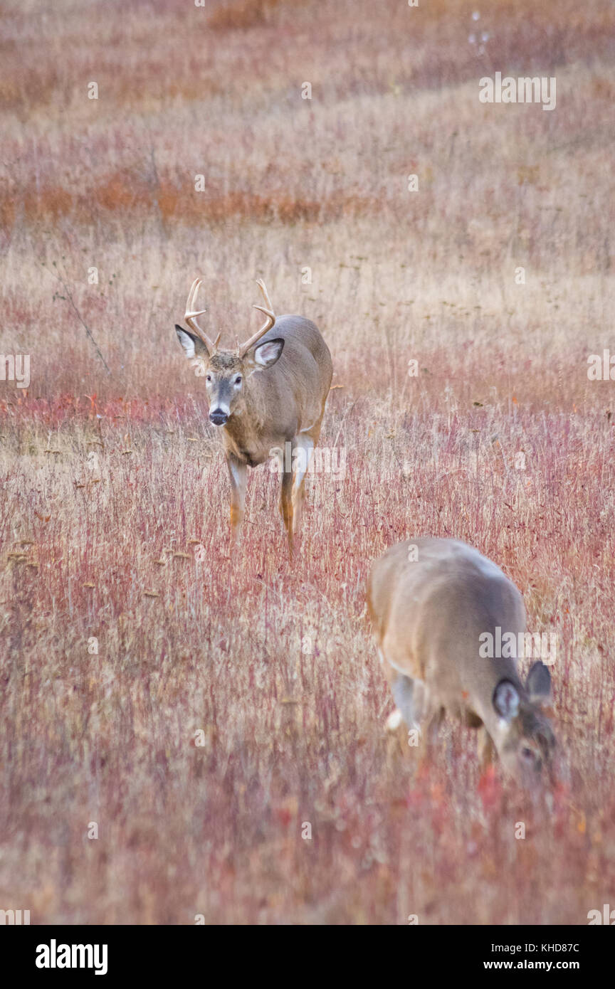 Shot verticale de deux cerfs dans le domaine de Big Meadows, de l'argent suit derrière une biche dans le Parc National Shenandoah en Virginie. Banque D'Images
