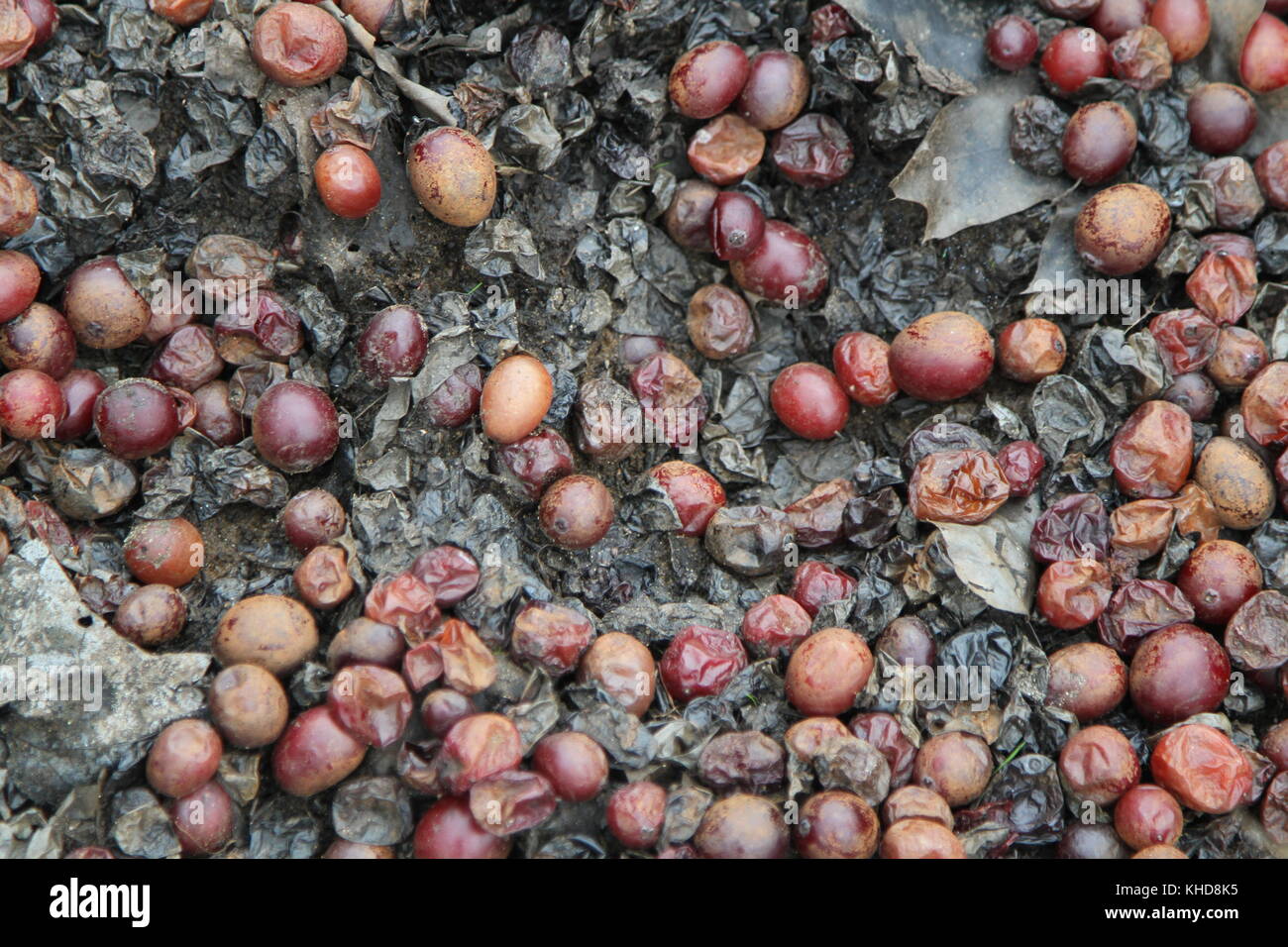 Les restes de cranberries flottant dans un étang Banque D'Images