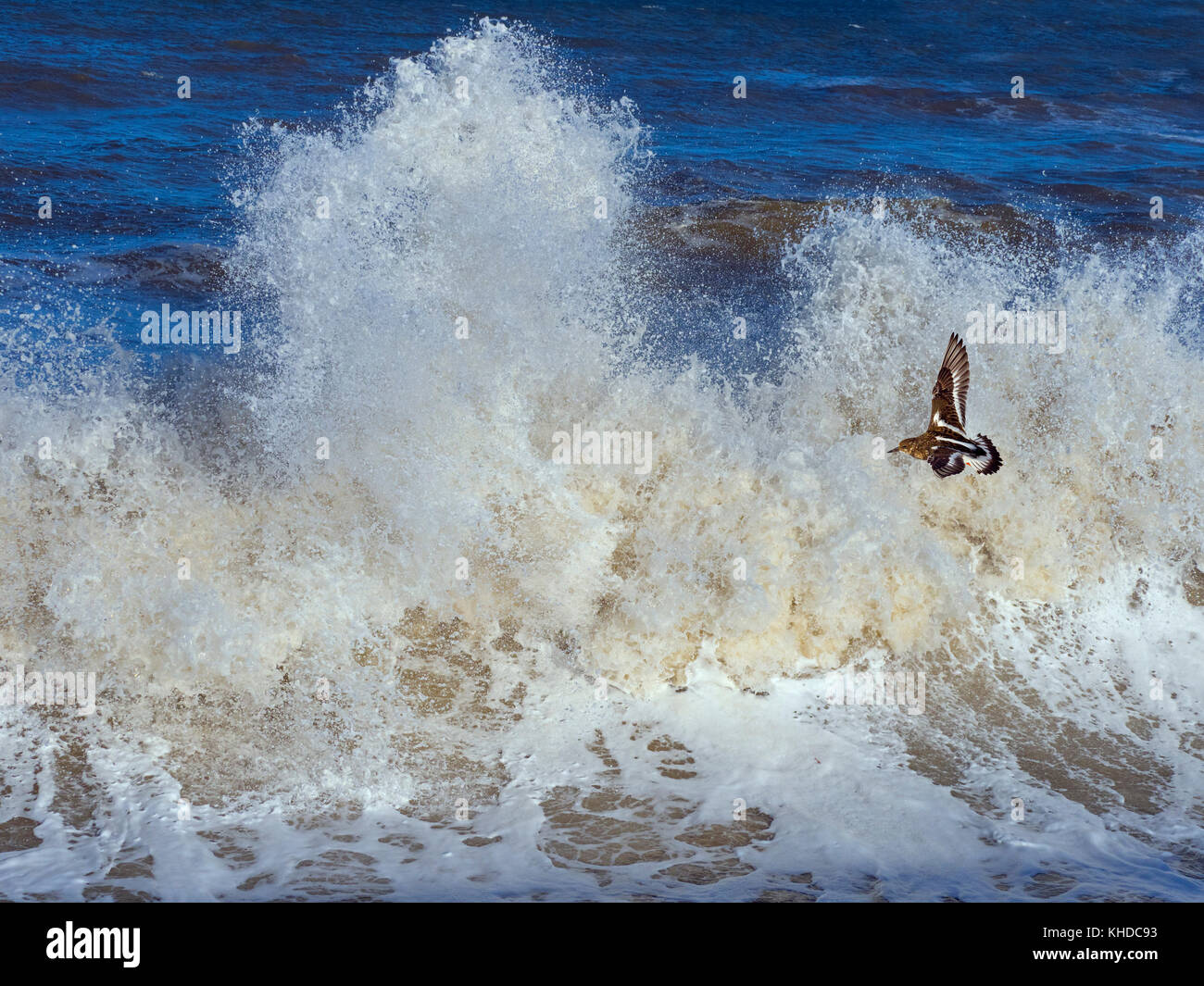 Turnstone volant à travers les vagues dans la tempête d'automne Banque D'Images