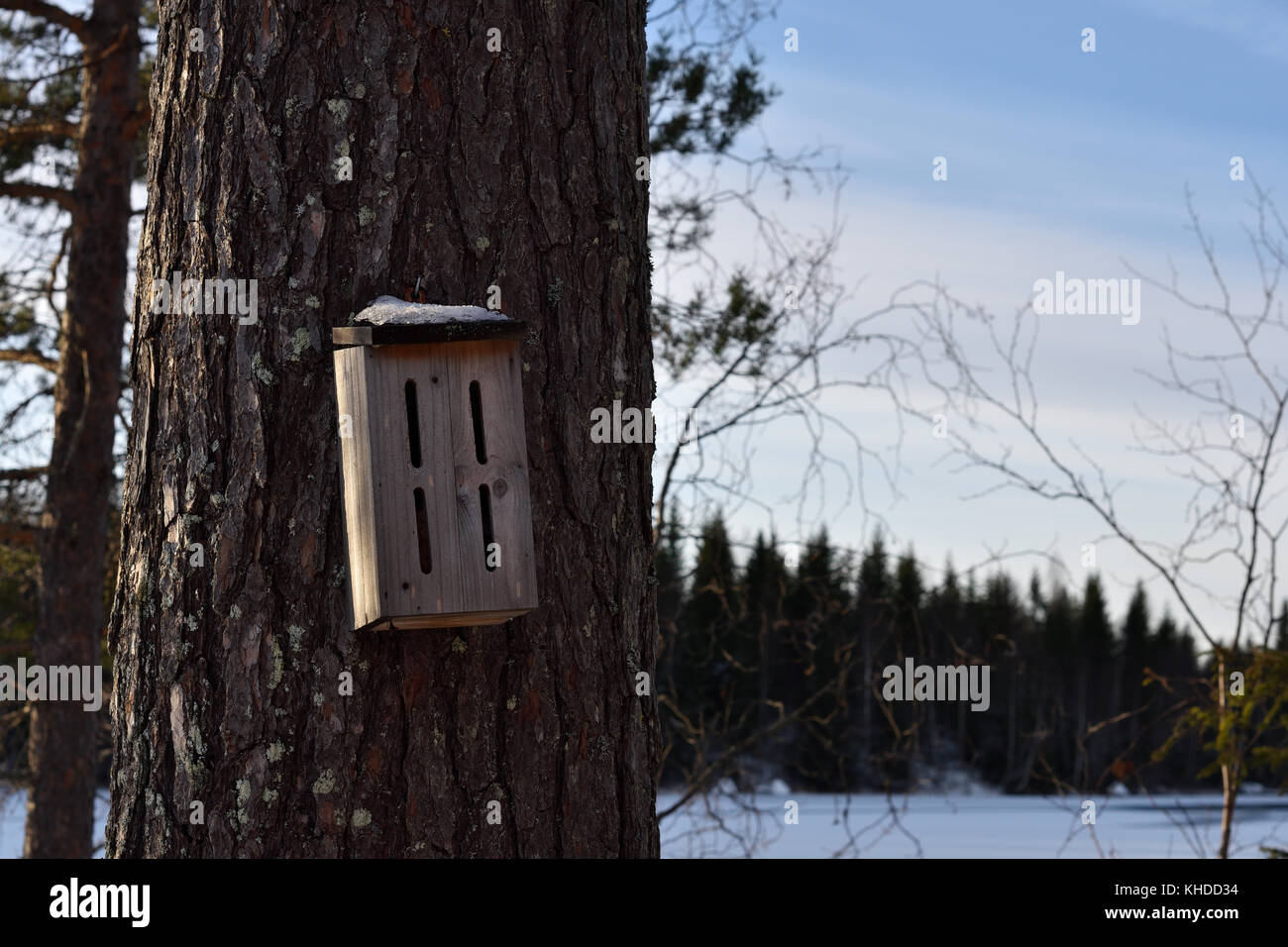 Maison de bourdon sur une tige de pin, photo du nord de la Suède. Banque D'Images